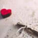 A plea to the single girl on Valentines Day | Single on Valentines Day | Singleness | Singleness Advice | Embracing Singleness | Being Single | Single Life | Single Christian | justbeautifullyhonest.com